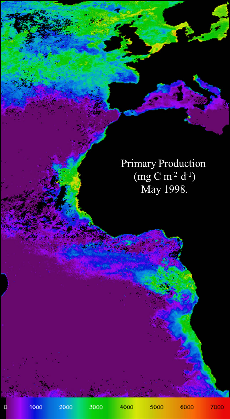 Phytoplankton primary production
